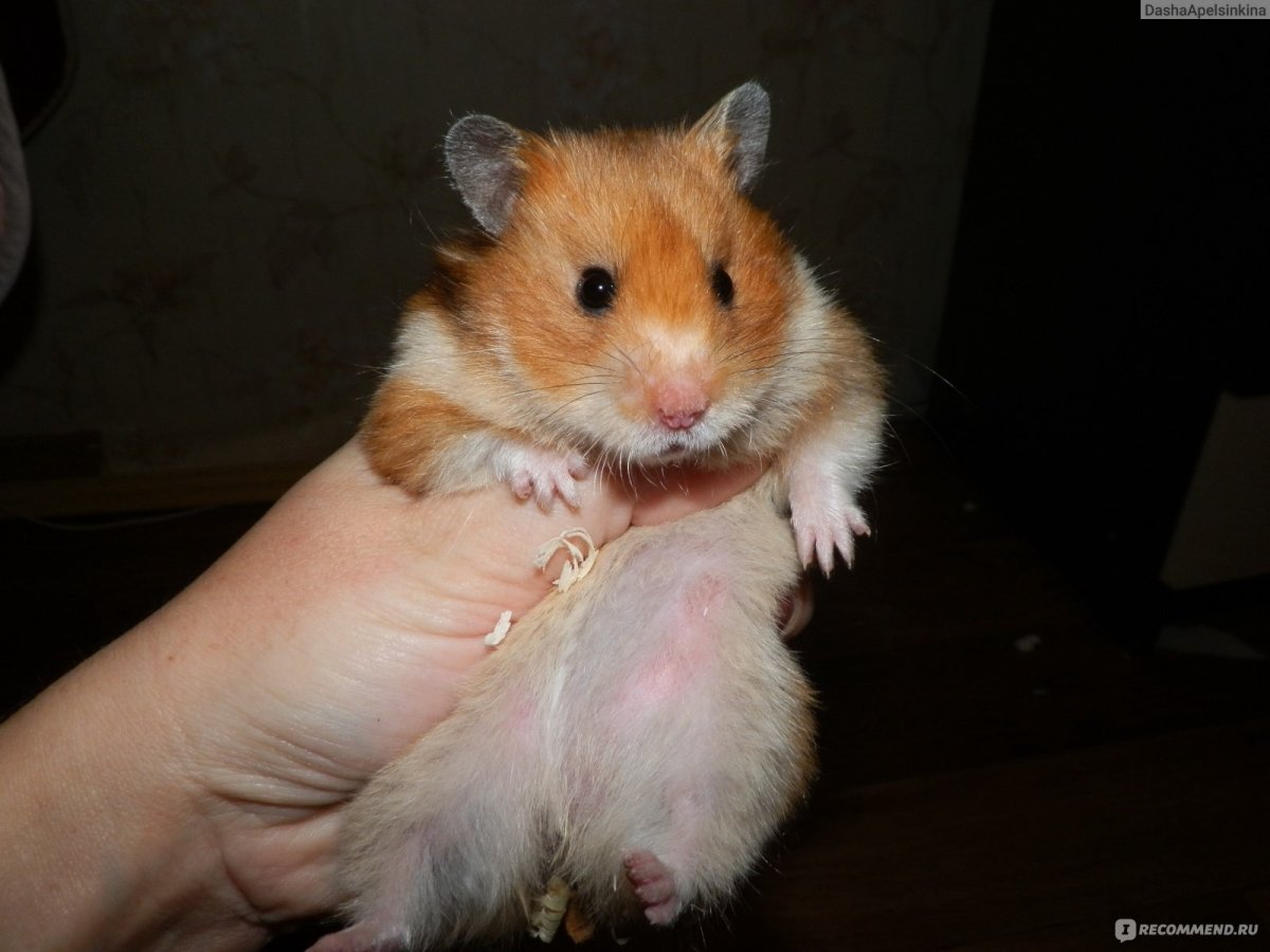 Ангорский хомяк гладкошерстный