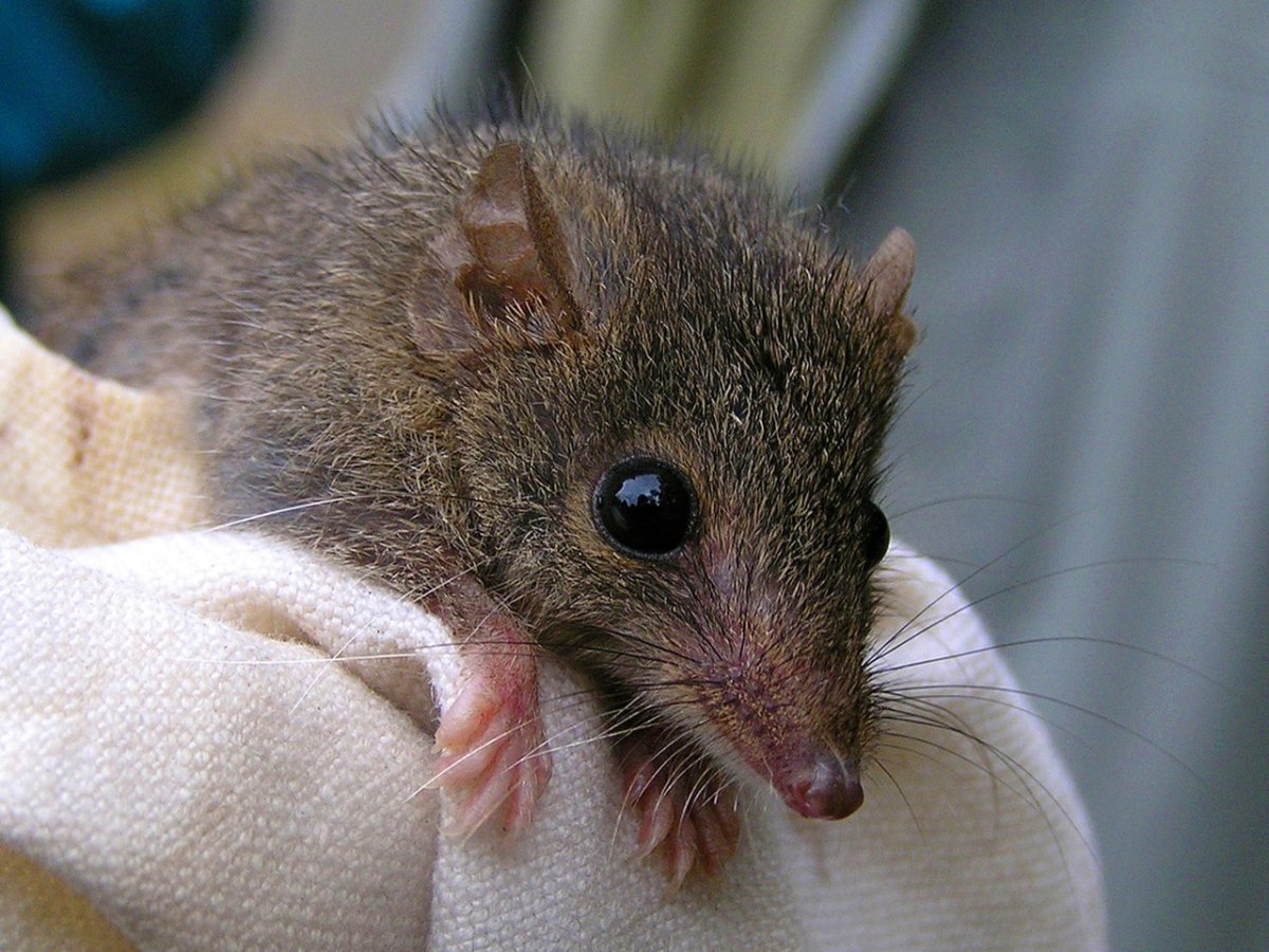 Antechinus Agilis