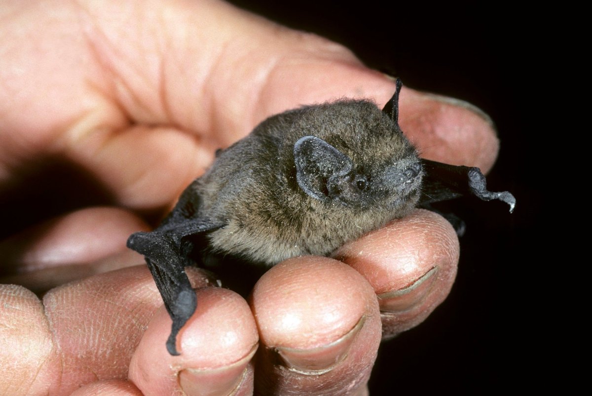 Pipistrellus ABRAMUS