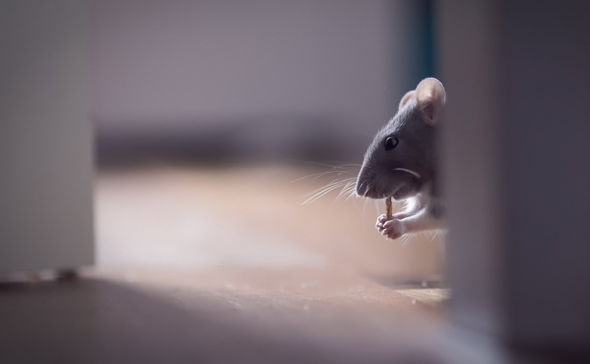 Мышка выглядывает