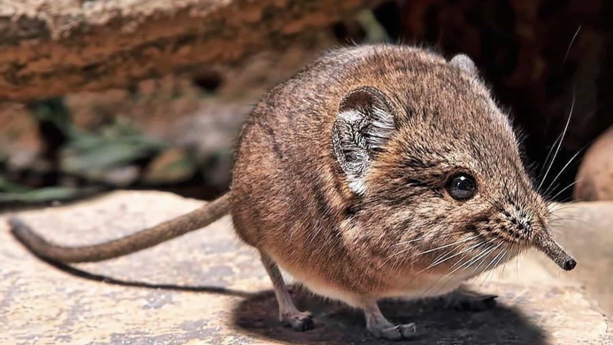 Короткоухая Песчанка