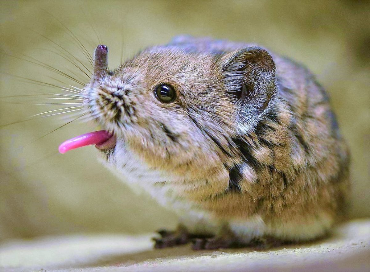 Свиноносая летучая мышь Китти