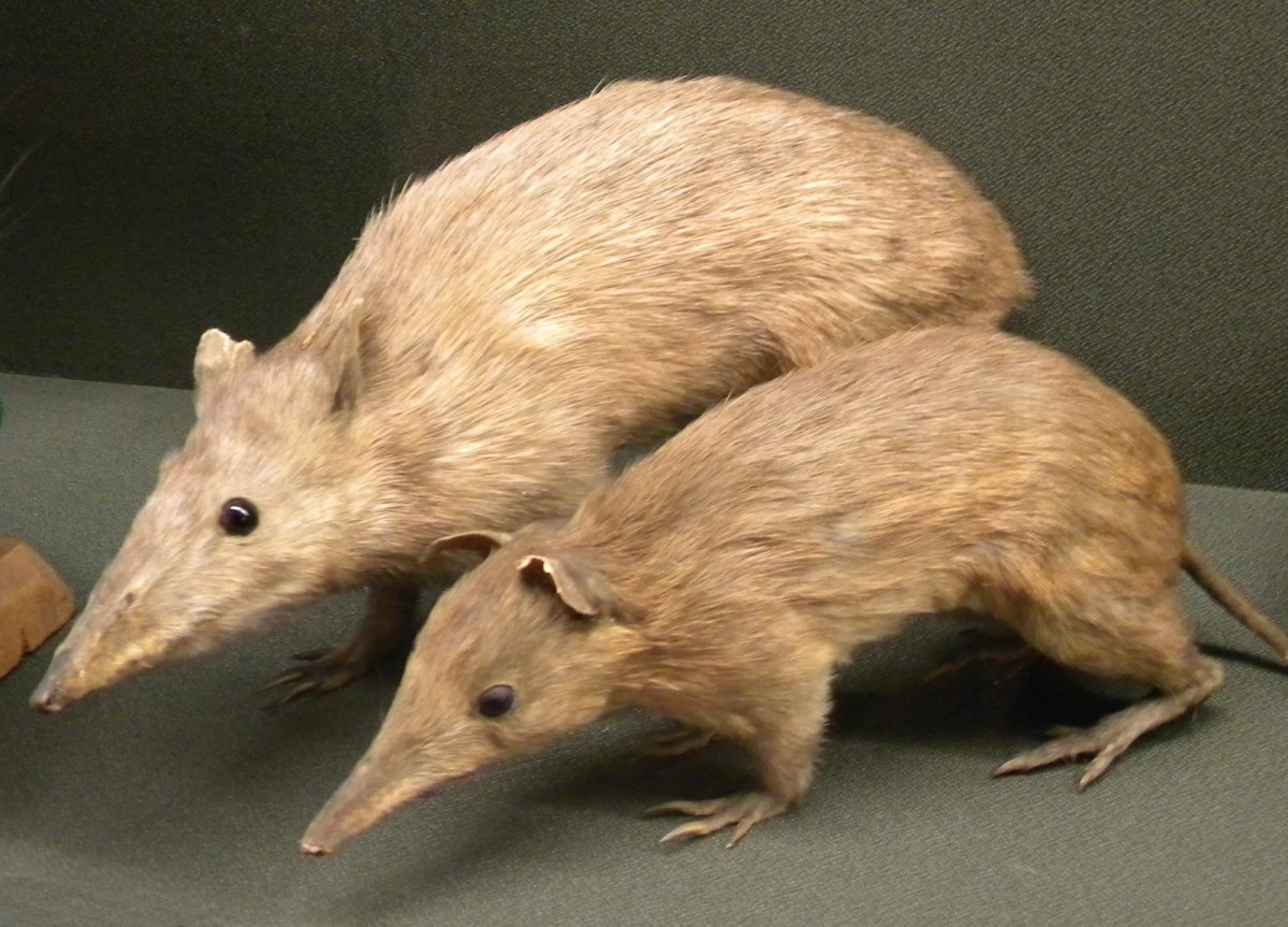 Длинноносая мышь