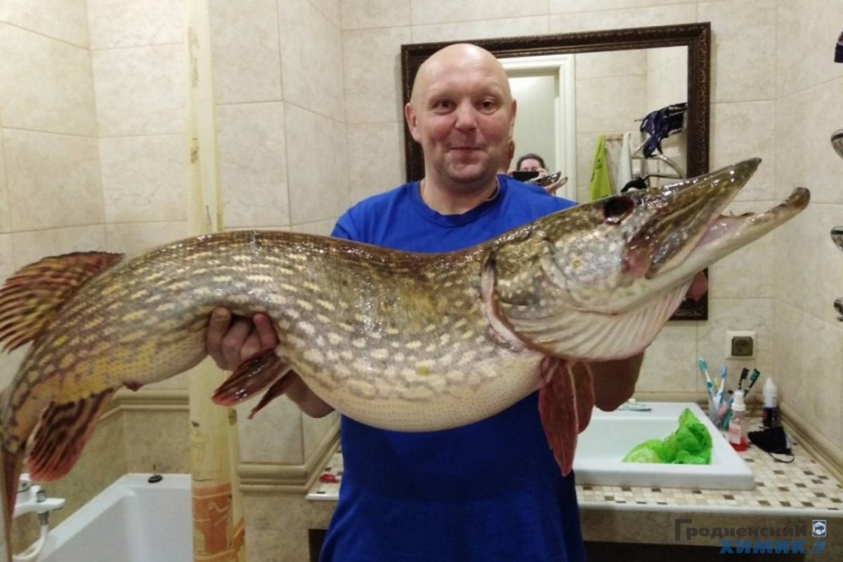 Речные монстры щука Сибирь