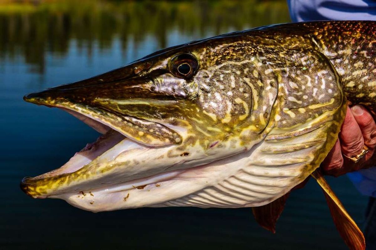 Щука обыкновенная большая