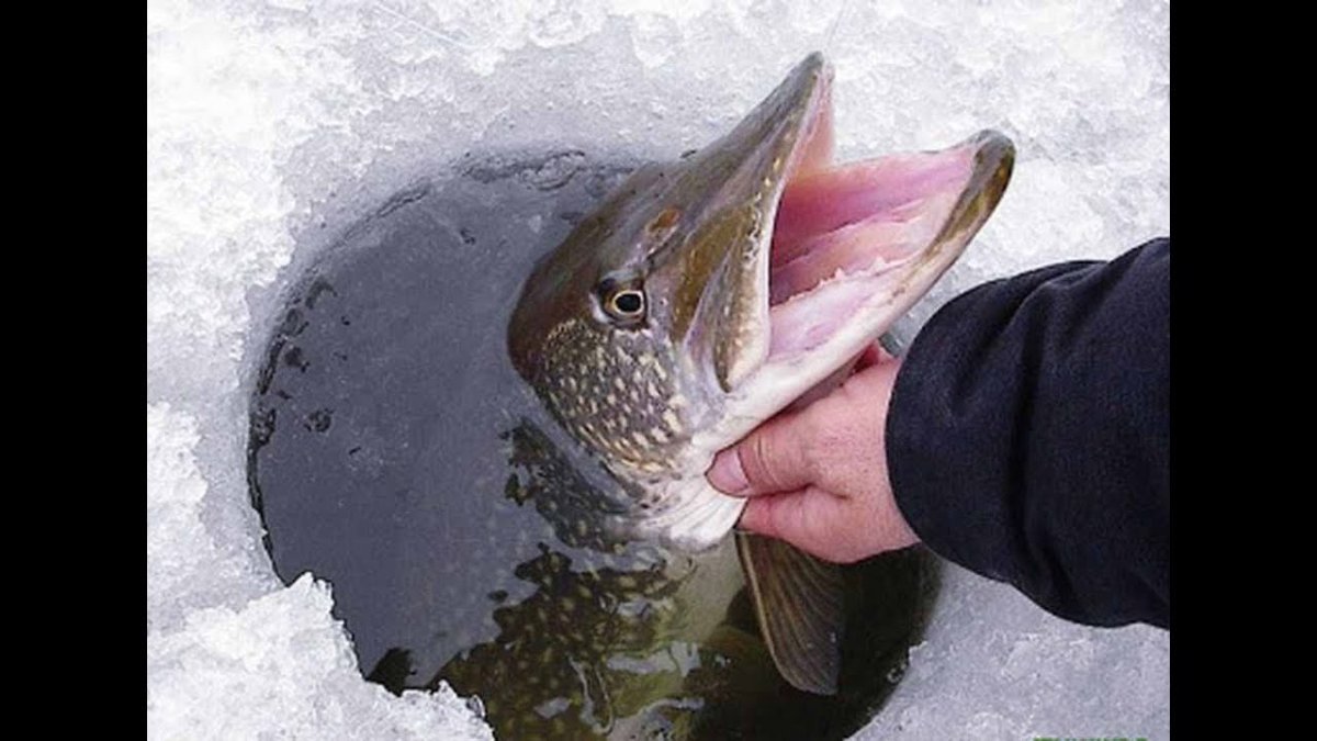 Крупный Судак