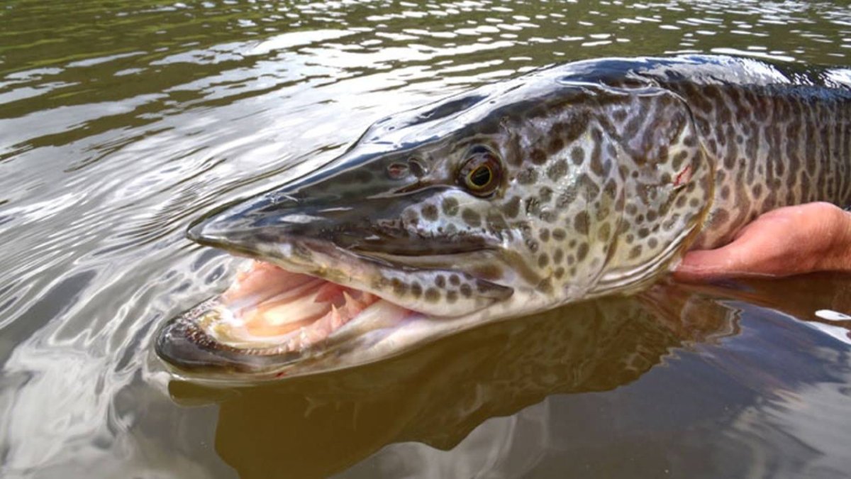 Арапайма и человек