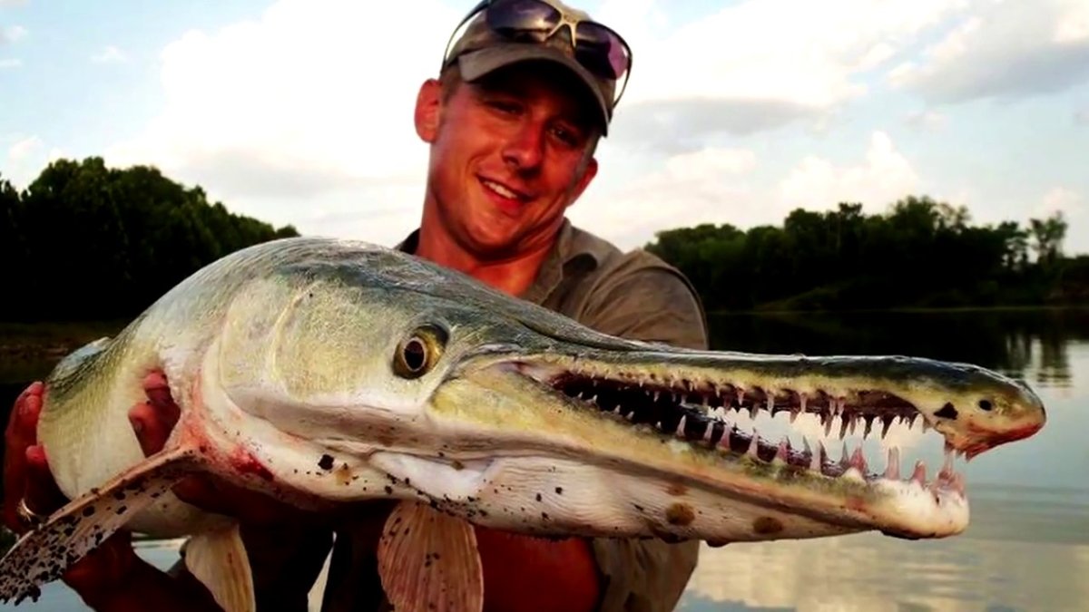 Панцирная щука Аллигатор