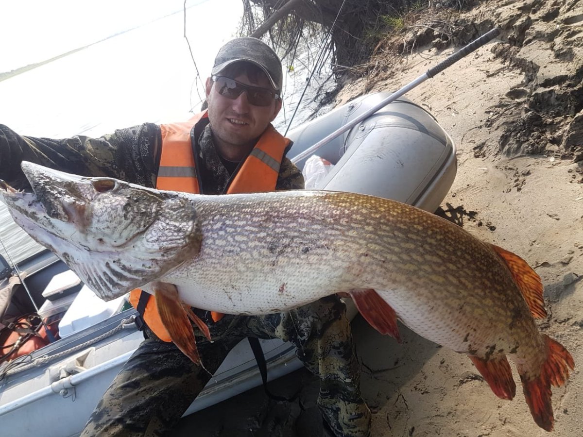 Панцирная щука гигантская