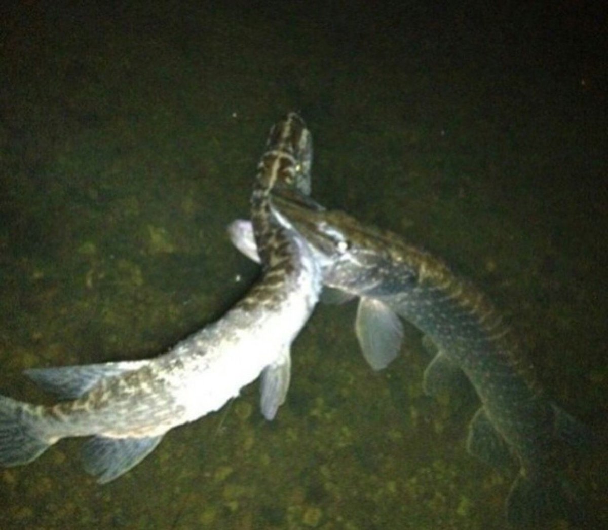 Щука на рабочий стол