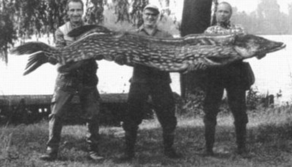 Рыба Миссисипский панцирник