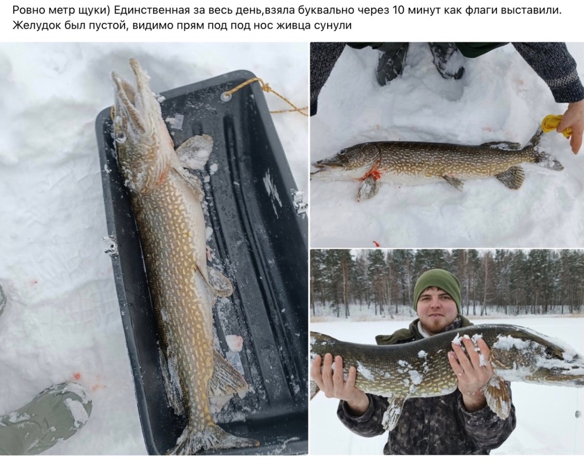 Ильмень щука рекорд