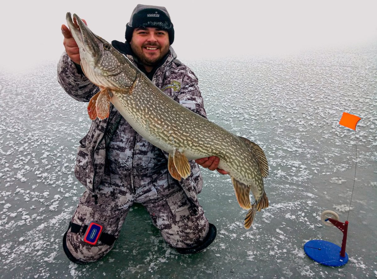 Гигантская щука