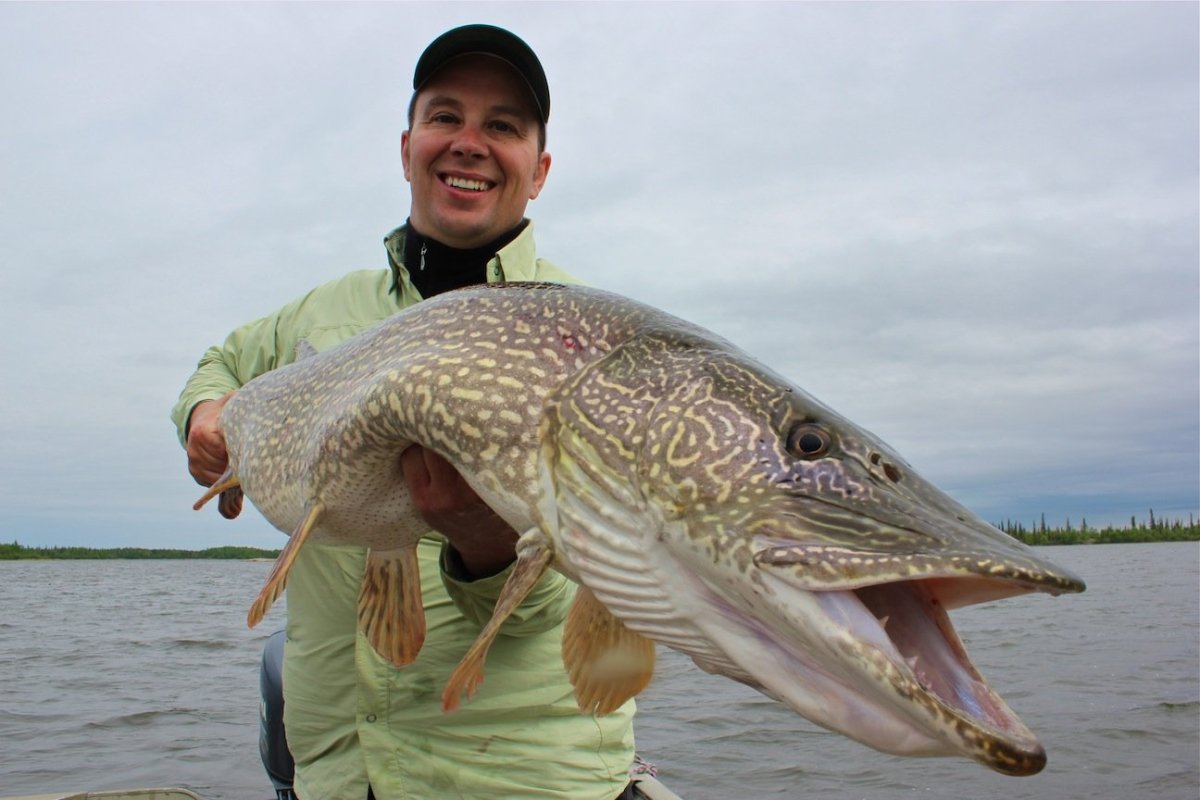 Белый Амур Удомля