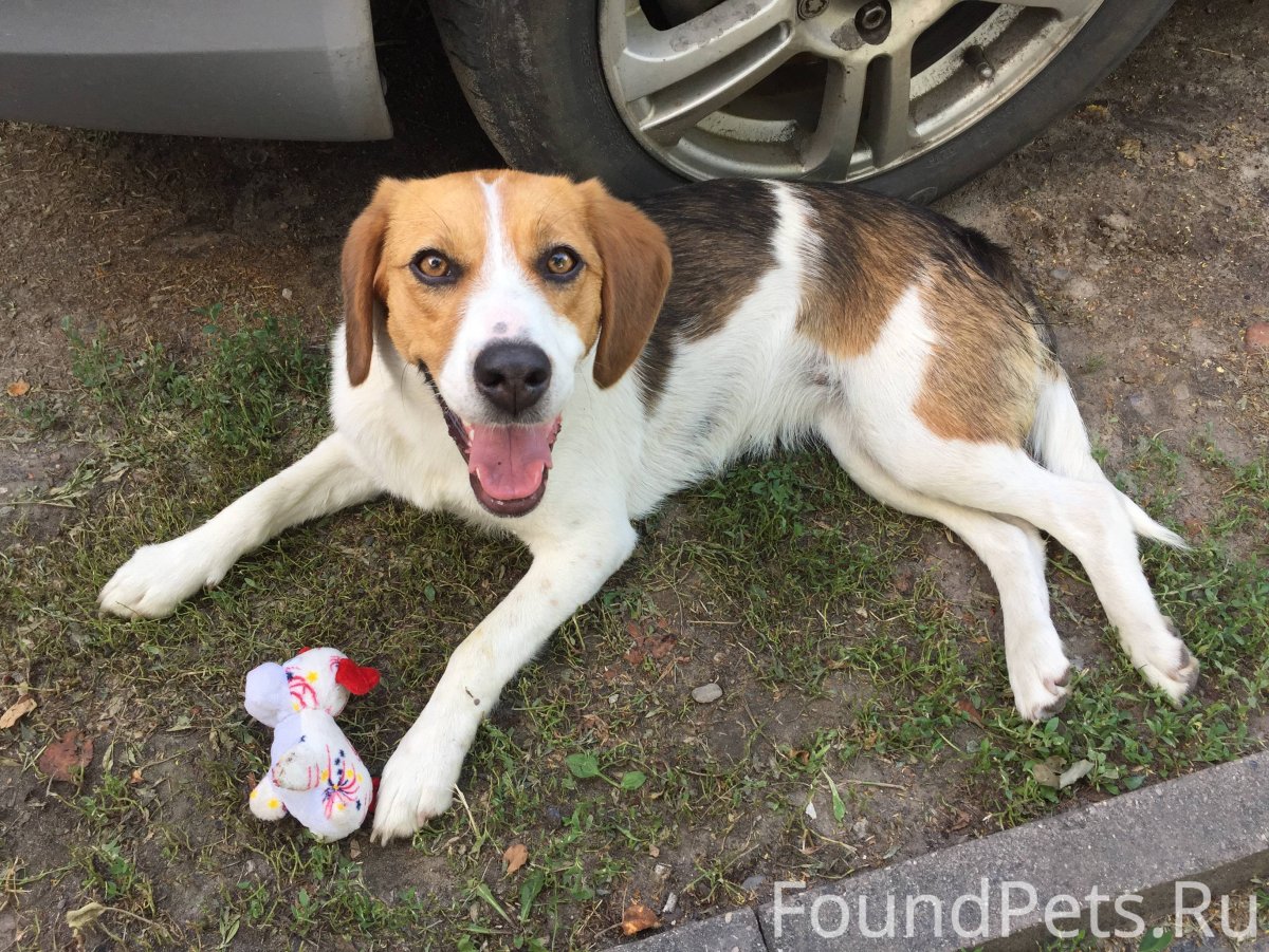 Боксер и Бигль