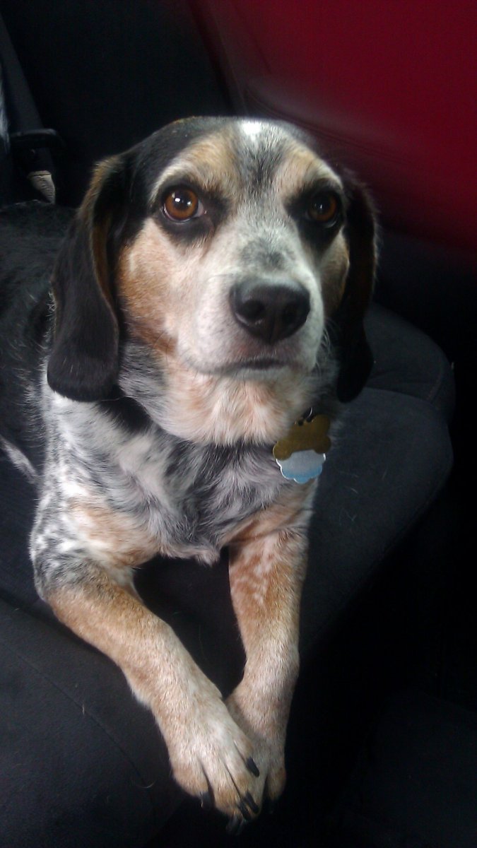 Бигль Рассел терьер