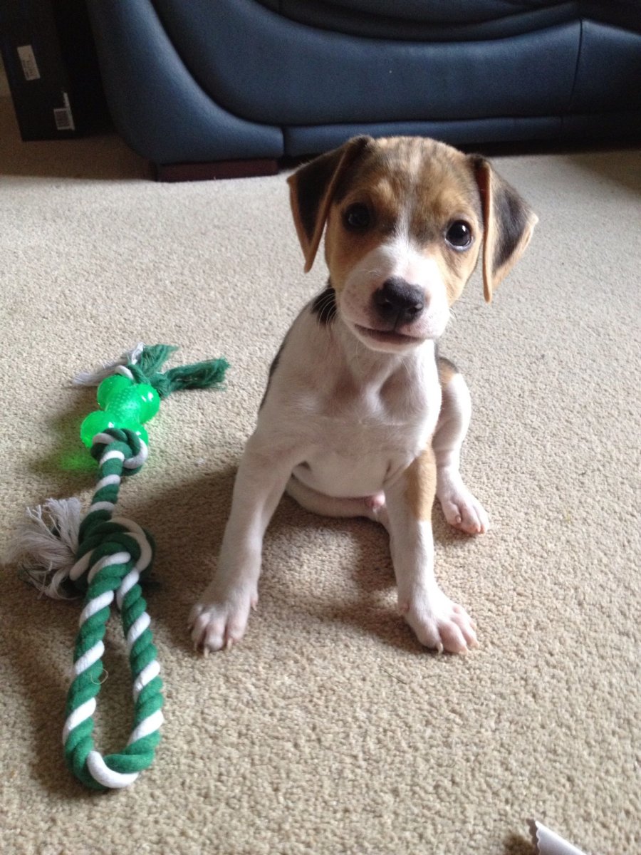 Бигль и лайка