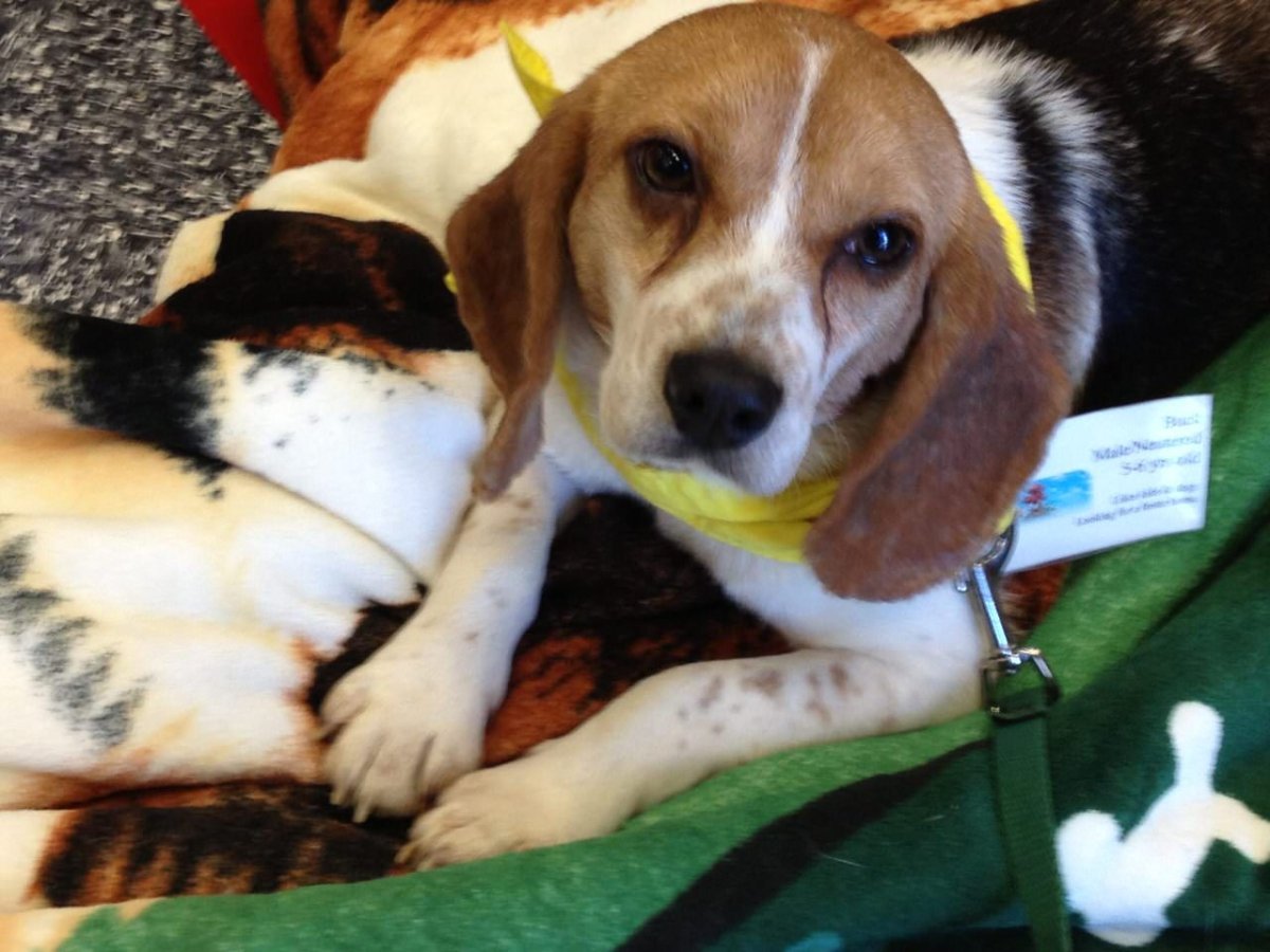 Бигль черный