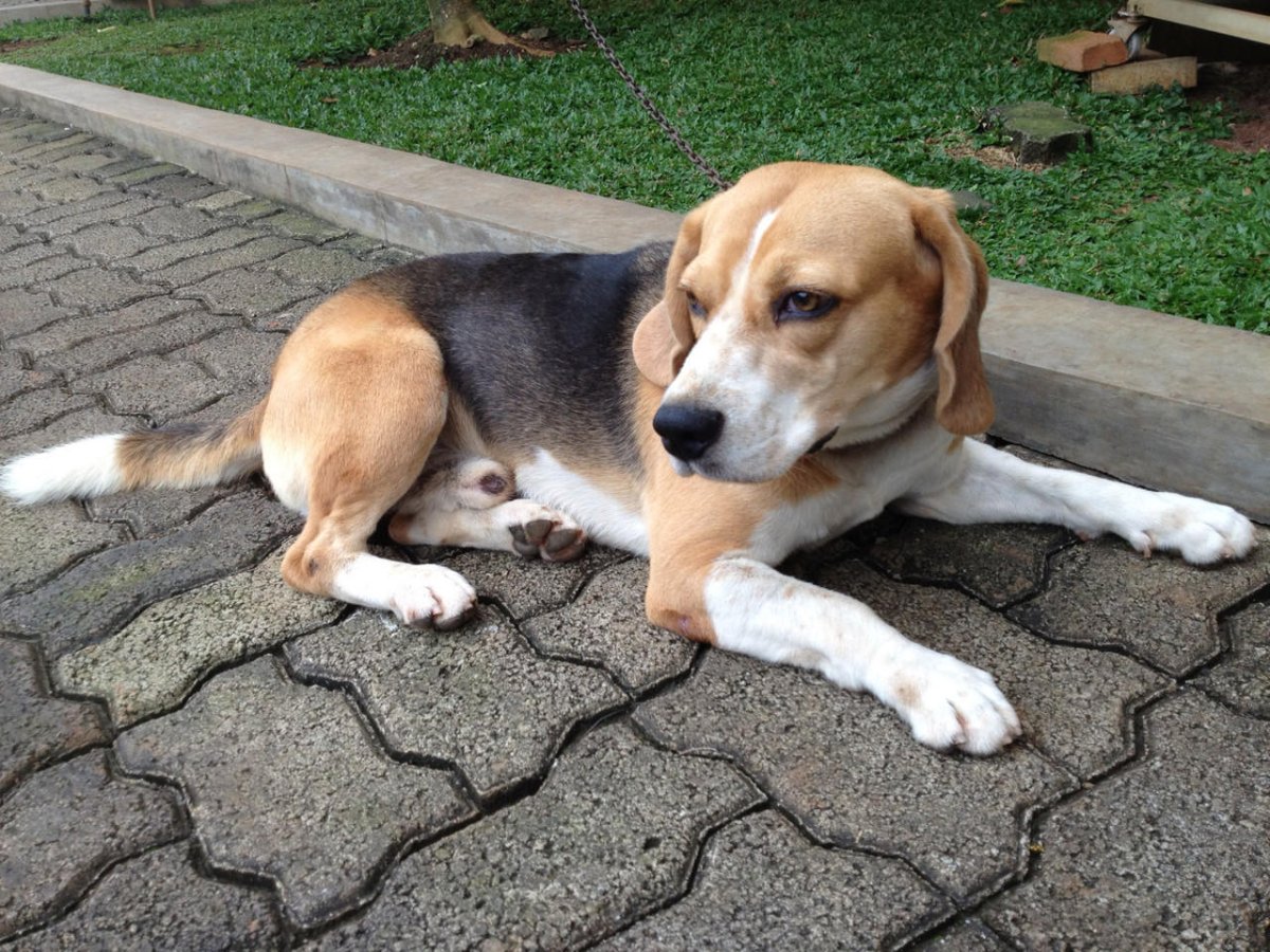 Метис бигля и чихуахуа