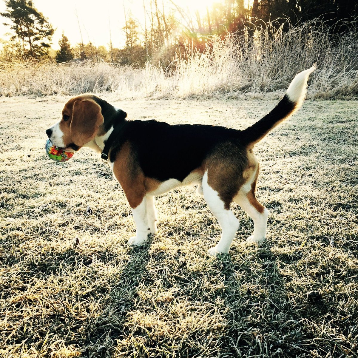 Бигль метис