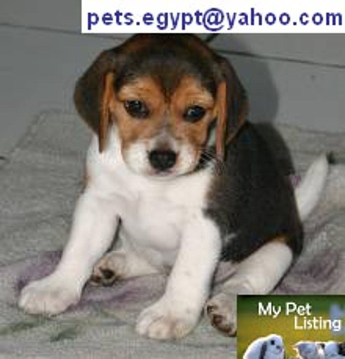 Бигль с таксой смесь