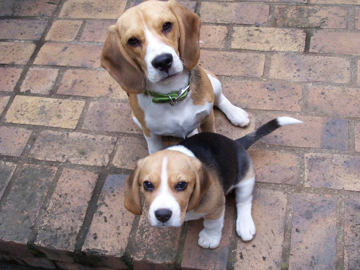 Бигль и такса