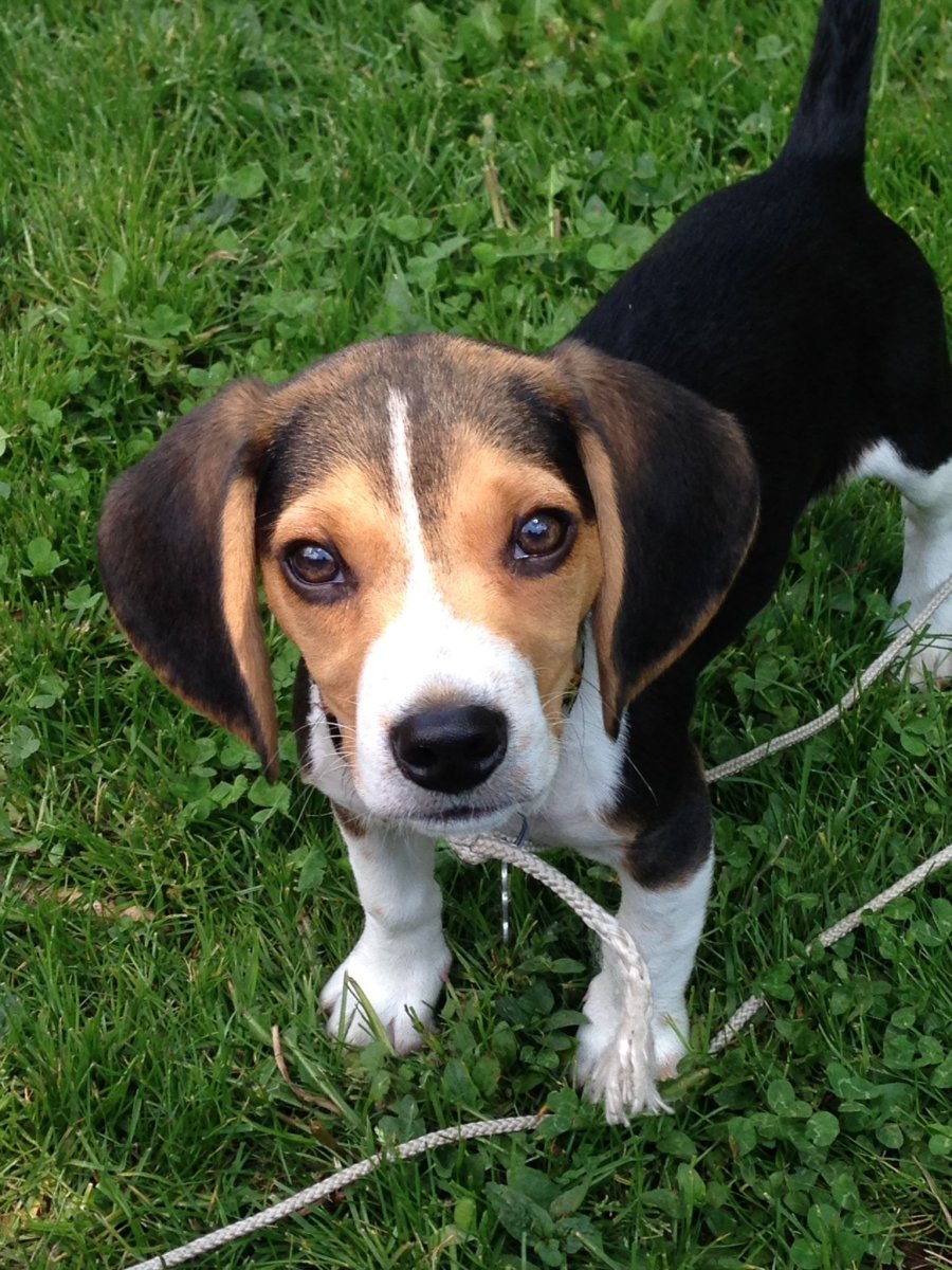 Собака метис Бигль и басенджи фото