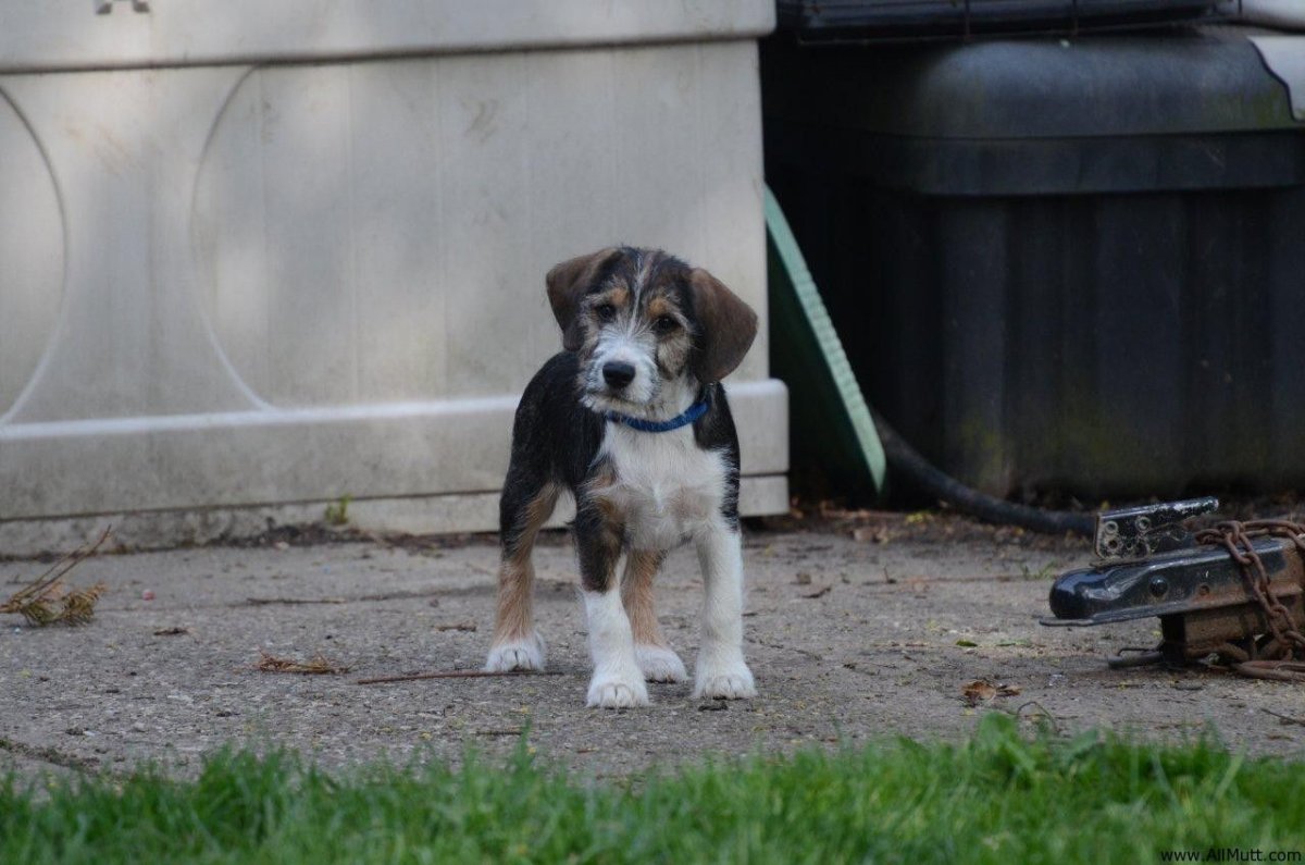 Бигль и французский бульдог