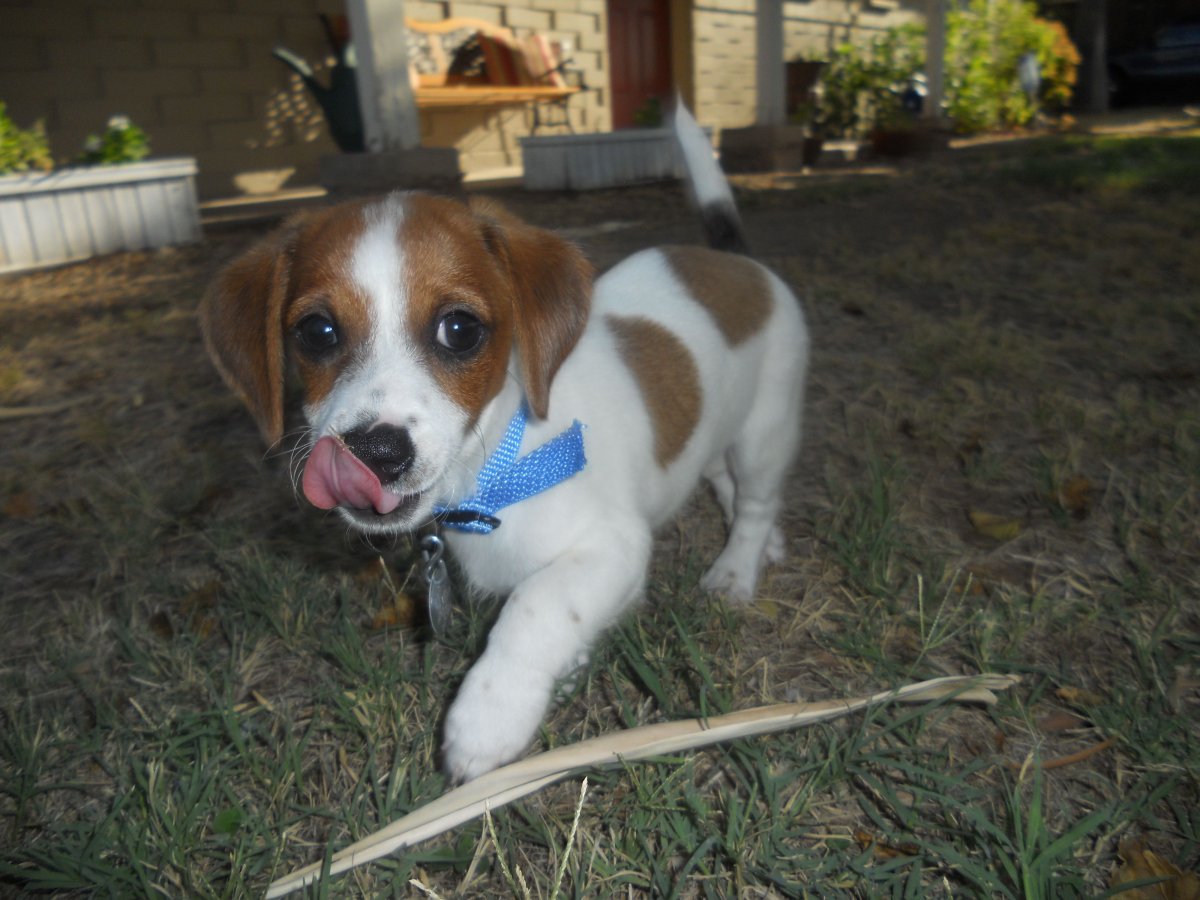 Бигль и питбуль