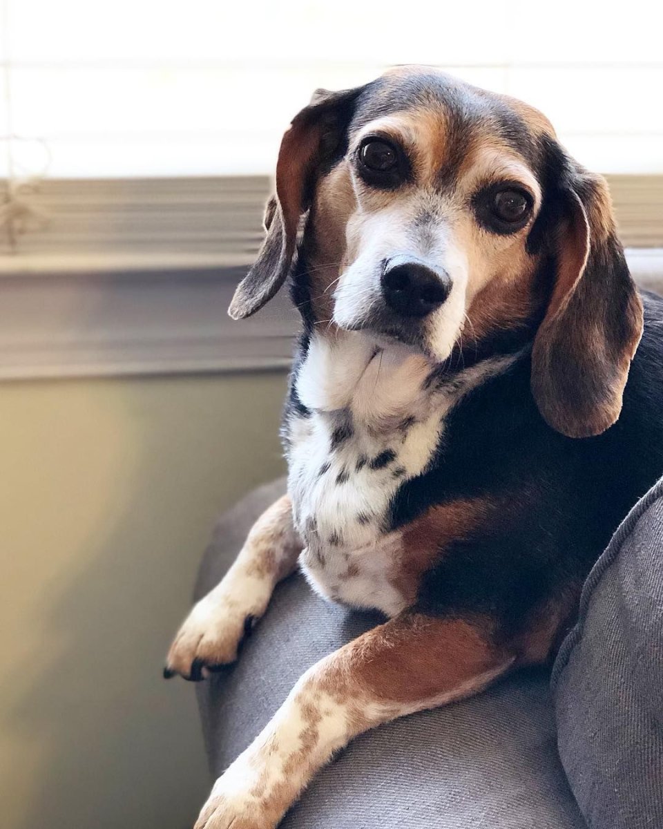 Бигль метис