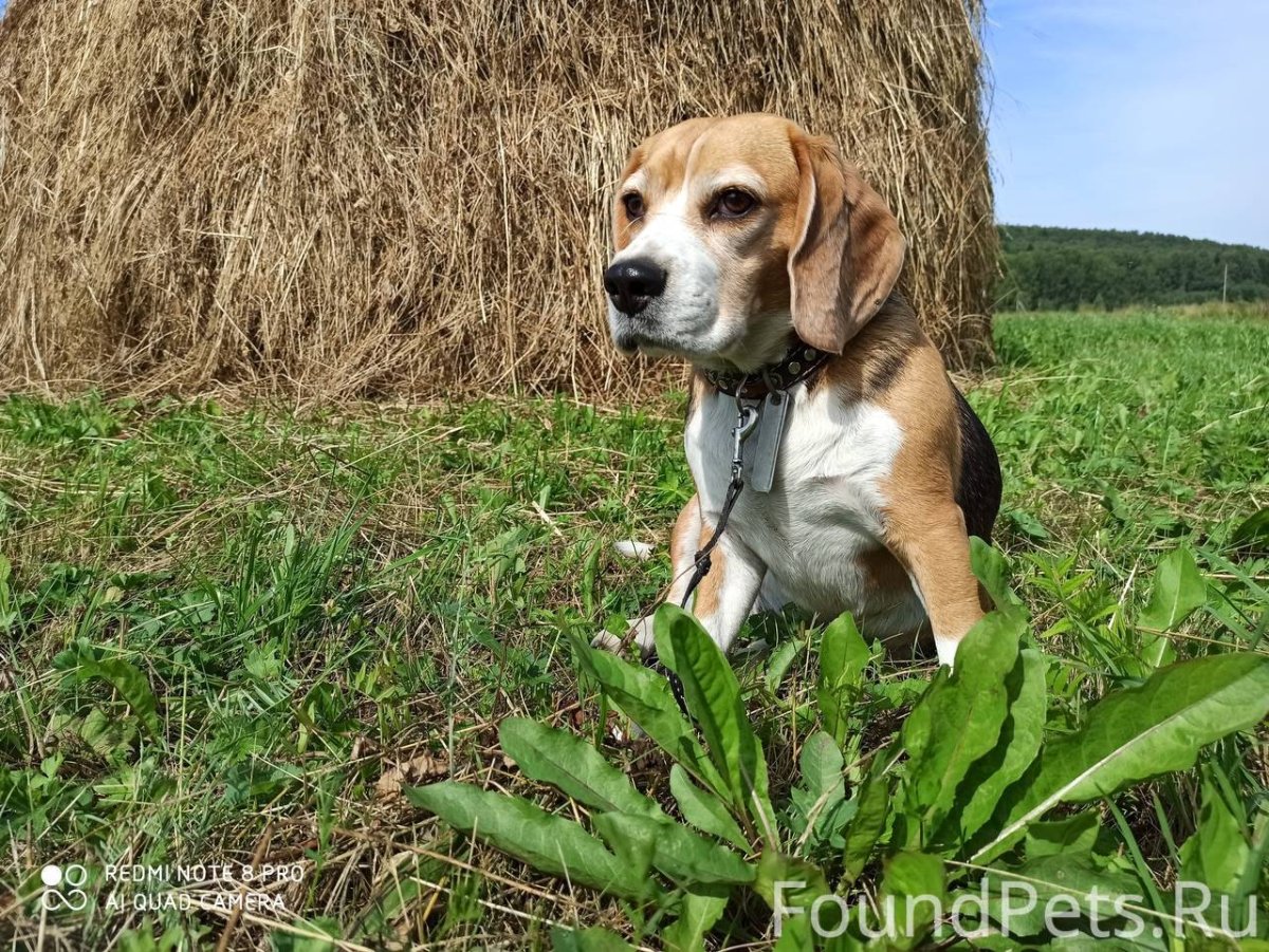 Бигль и кот