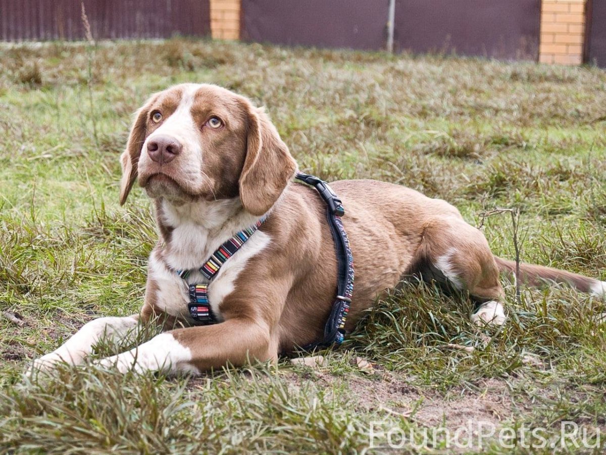 Бигль с разными глазами