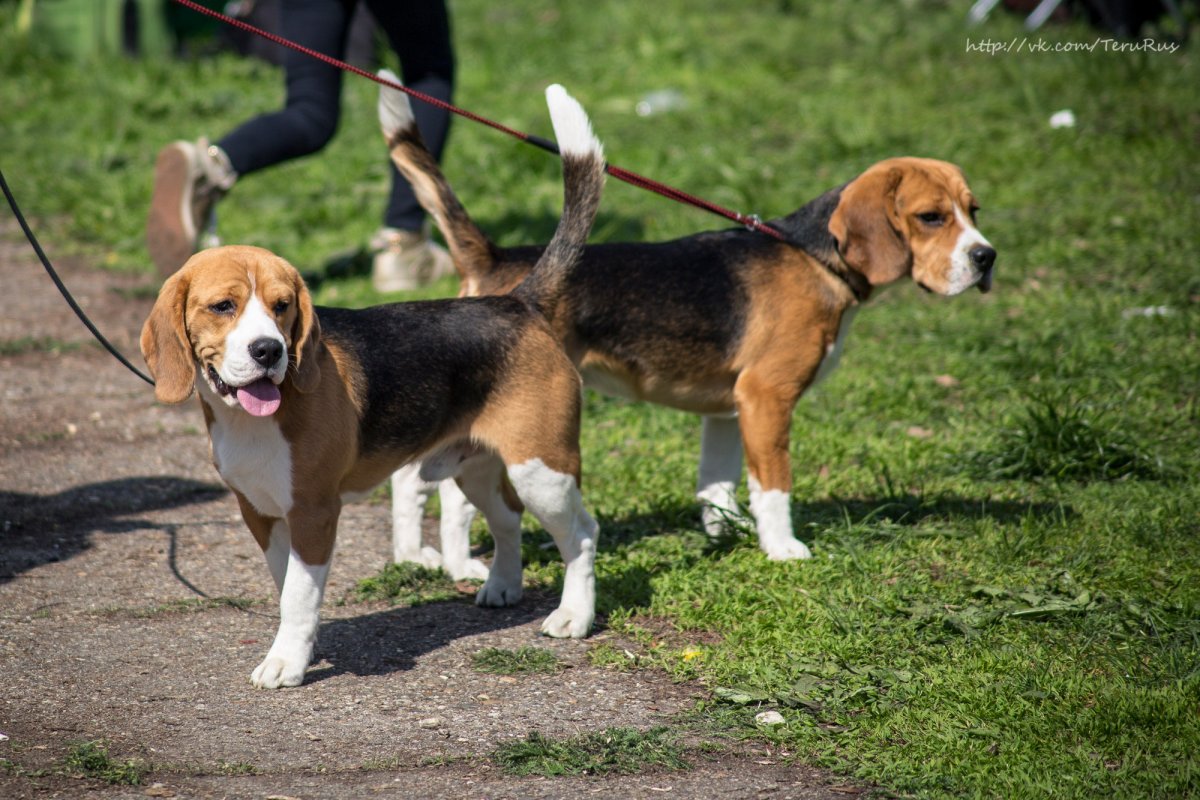 Бигль и корги метис