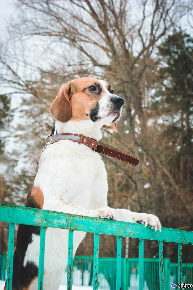 Бигль метис