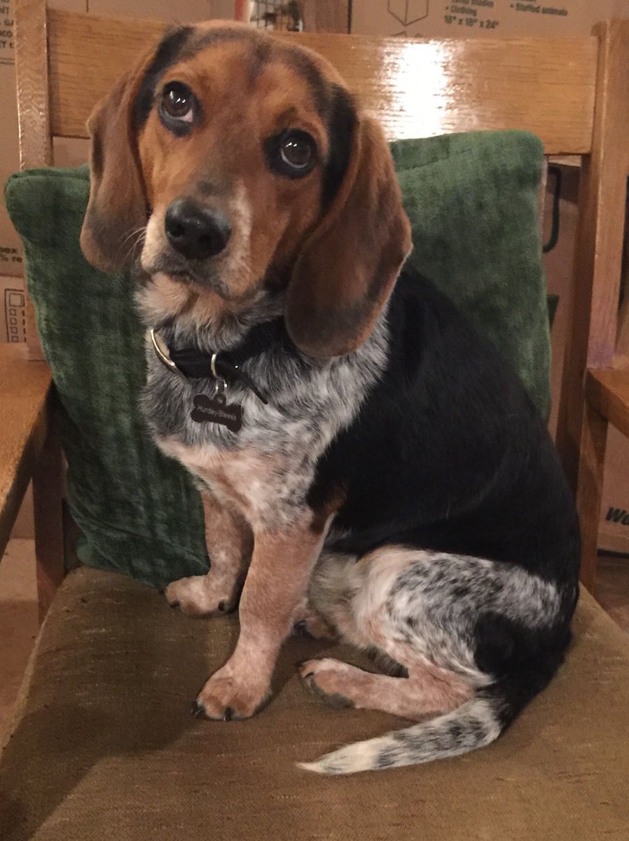 Бигль метис