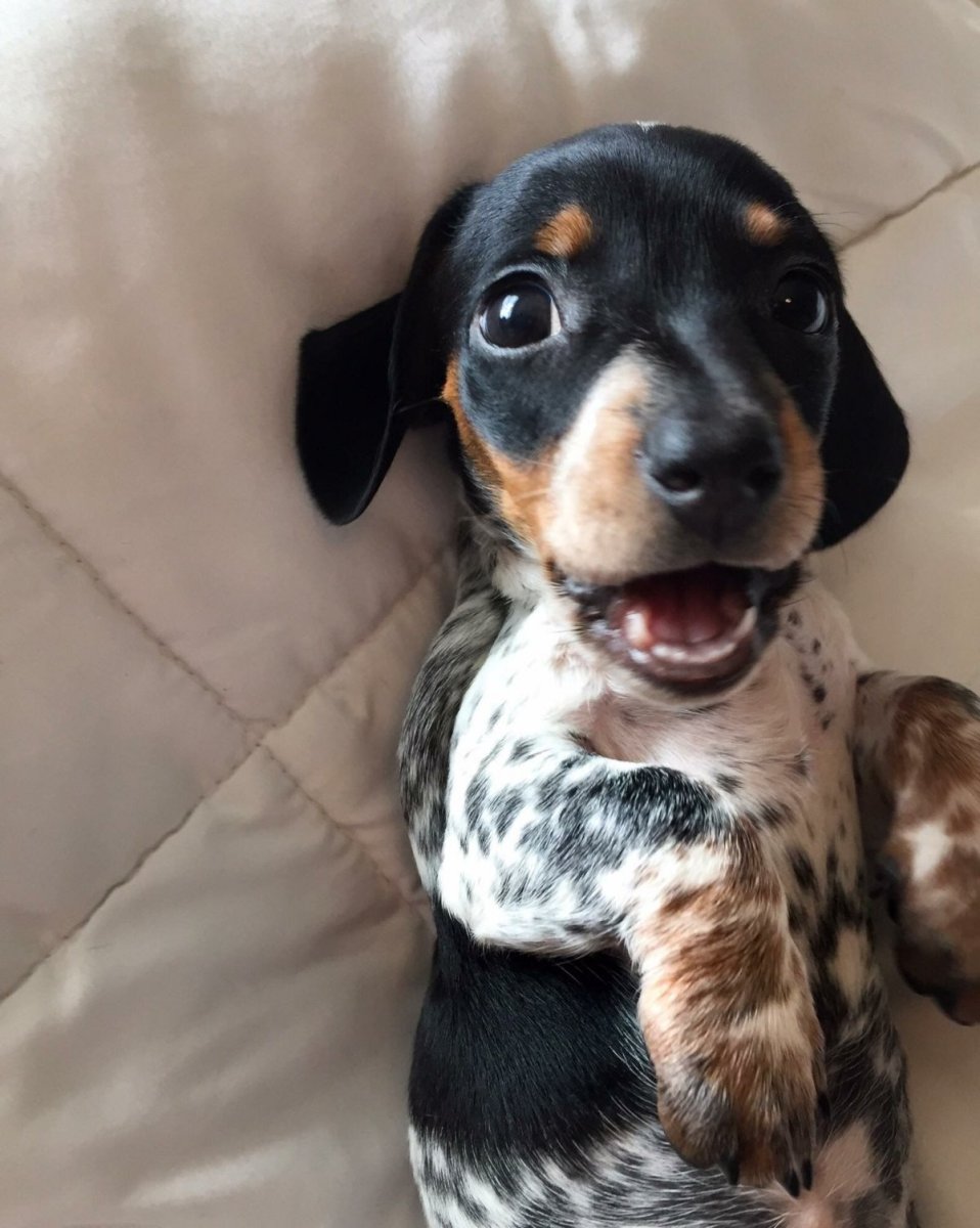 Метис Бигль и такса