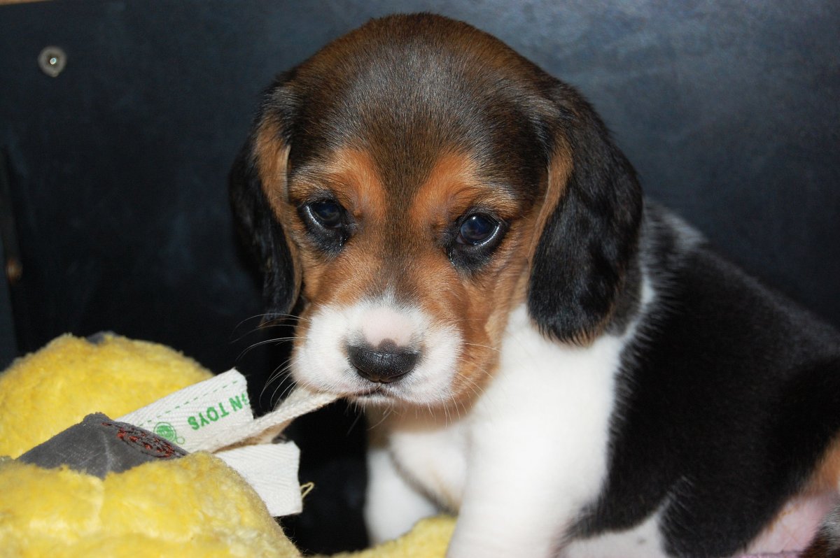 Семилуки найден Бигль