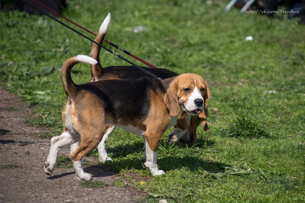 Жирный Бигль