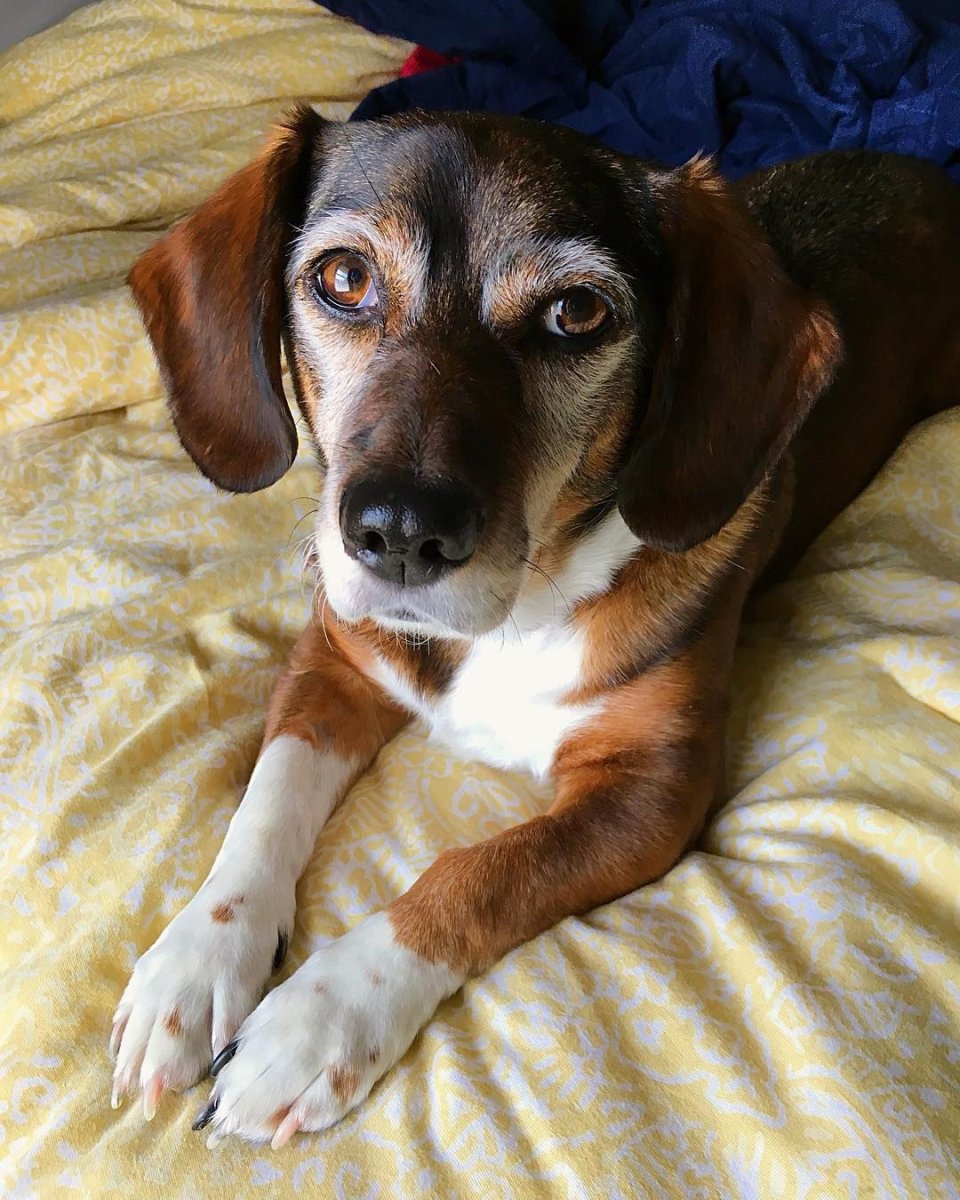 Бигль дворняга