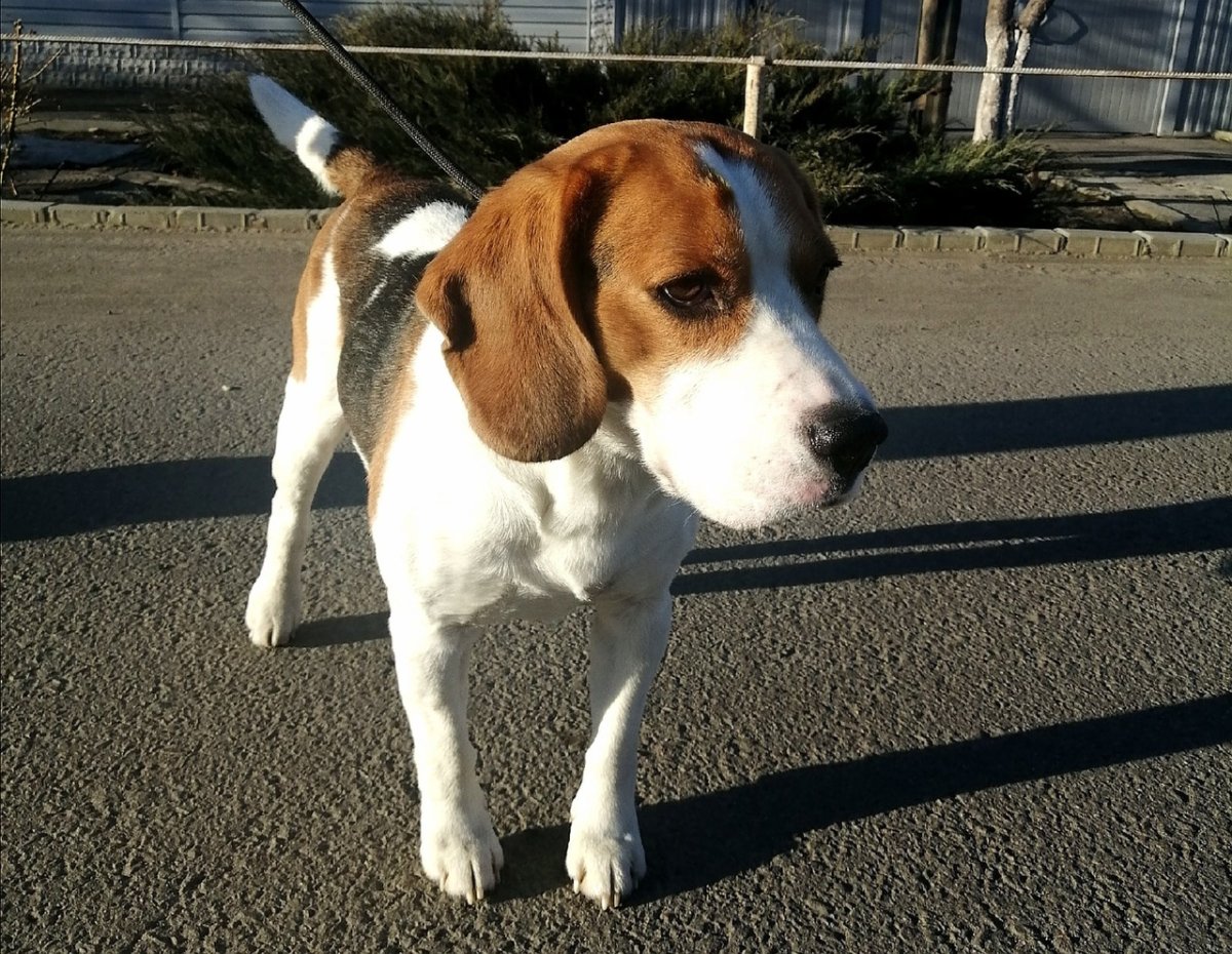 Собака Бородиной порода Берти