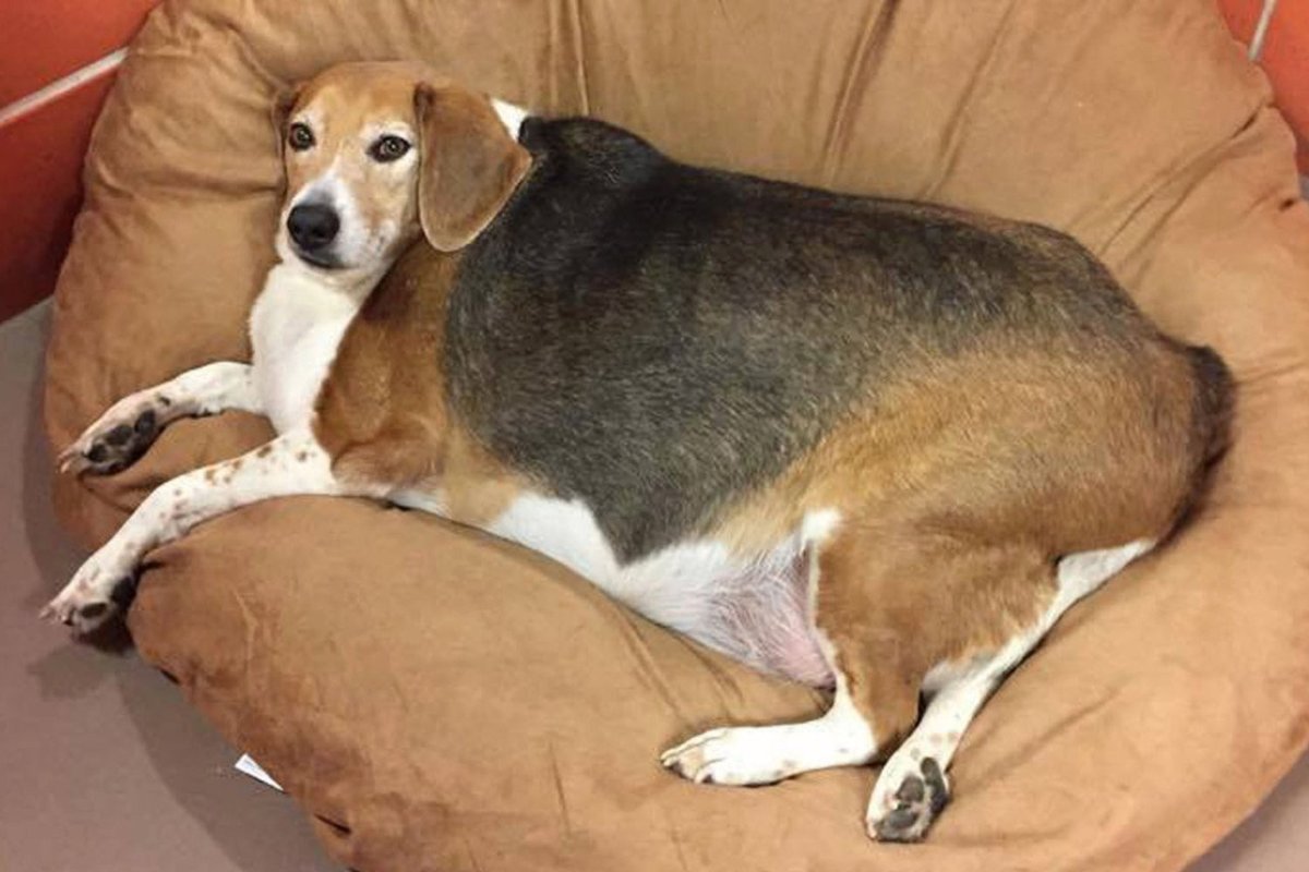 Метис Бигль и Джек Рассел