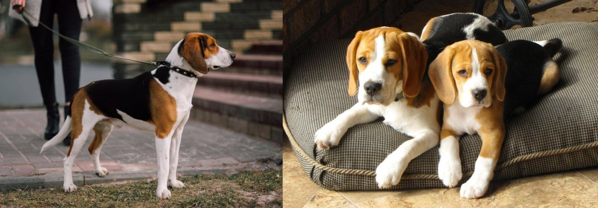 Тримминг бигля