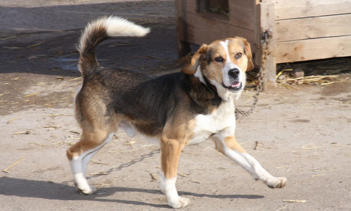 Бигль плюс корги