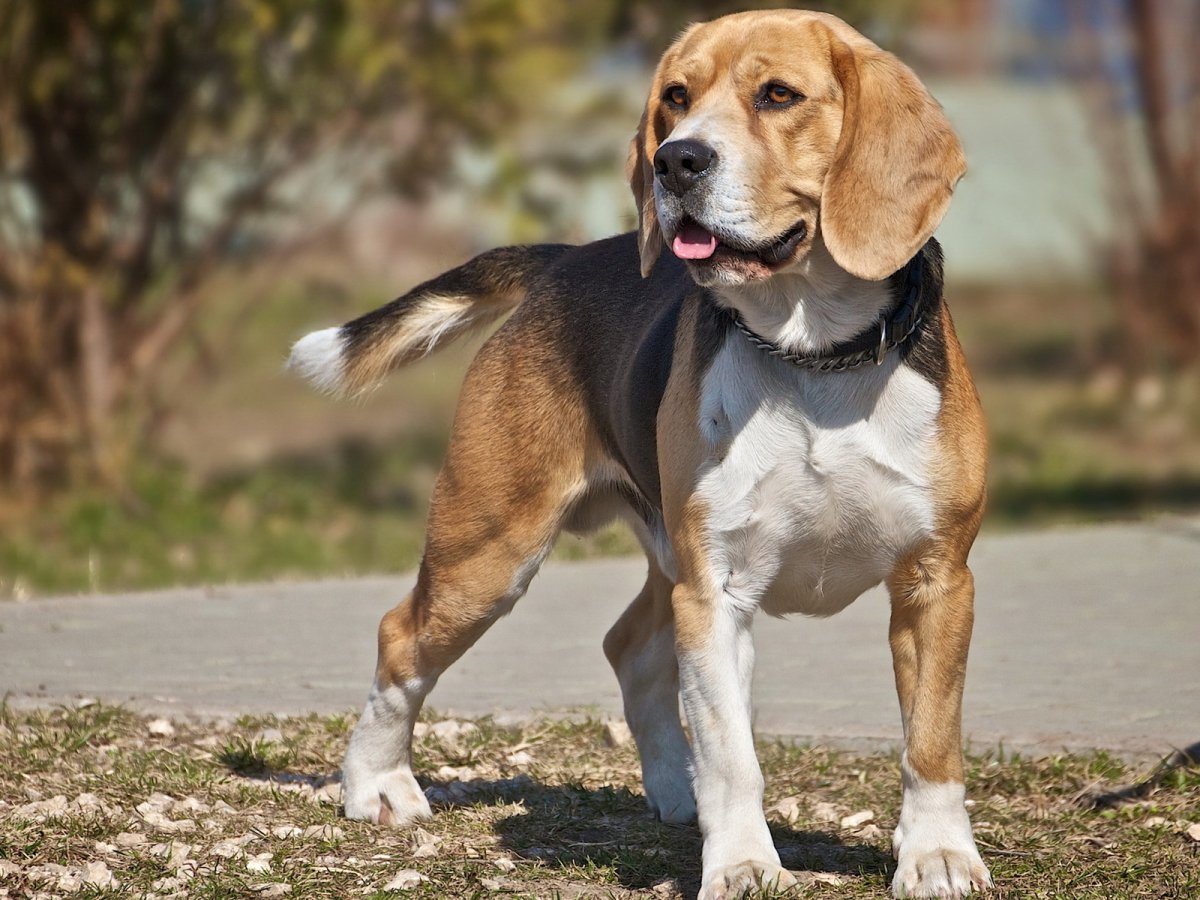 Бигль метис фото