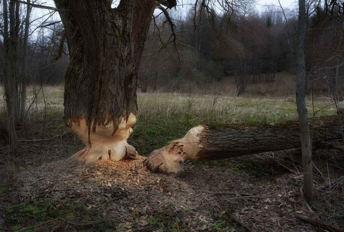 Поваленные бобрами деревья