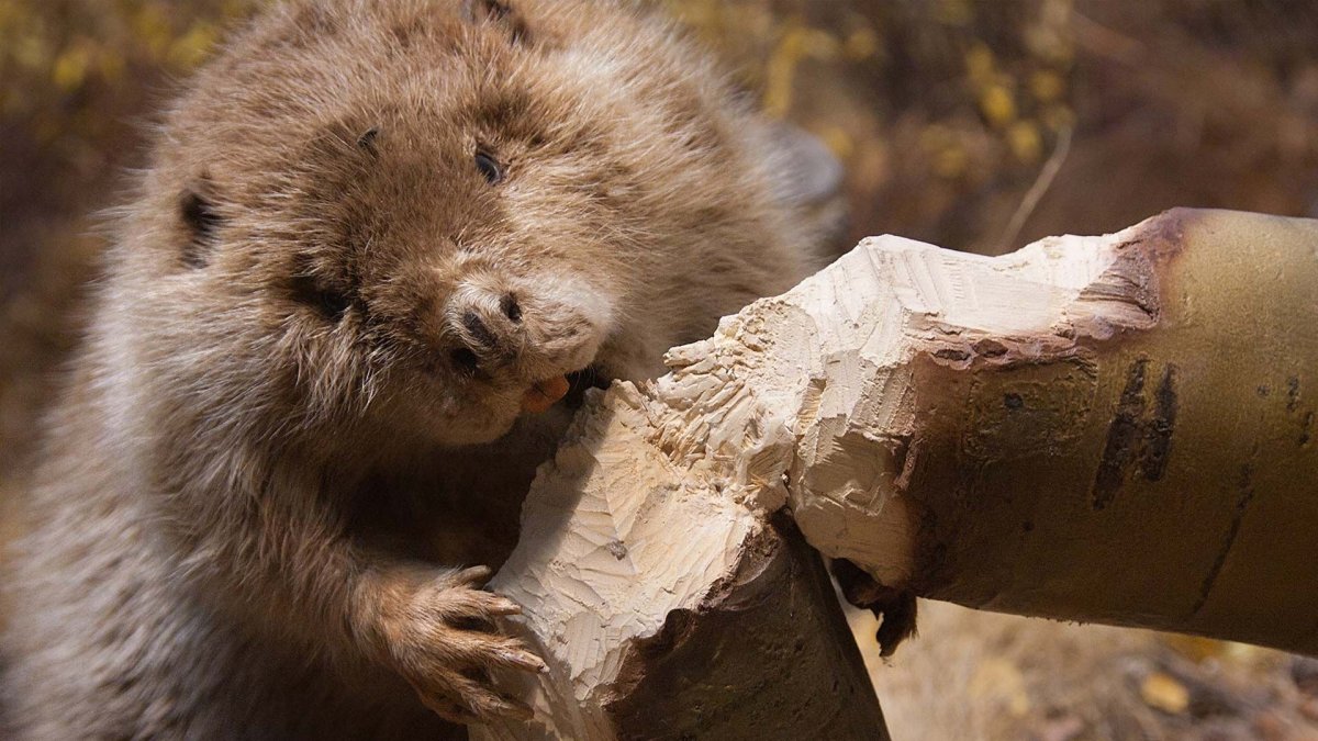 Дерево обгрызенное бобром
