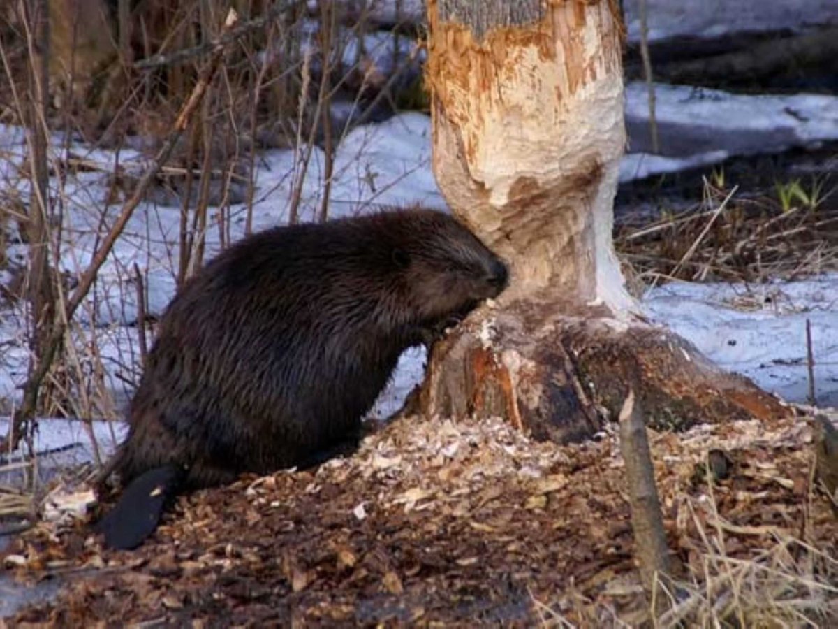 Бобры проснулись