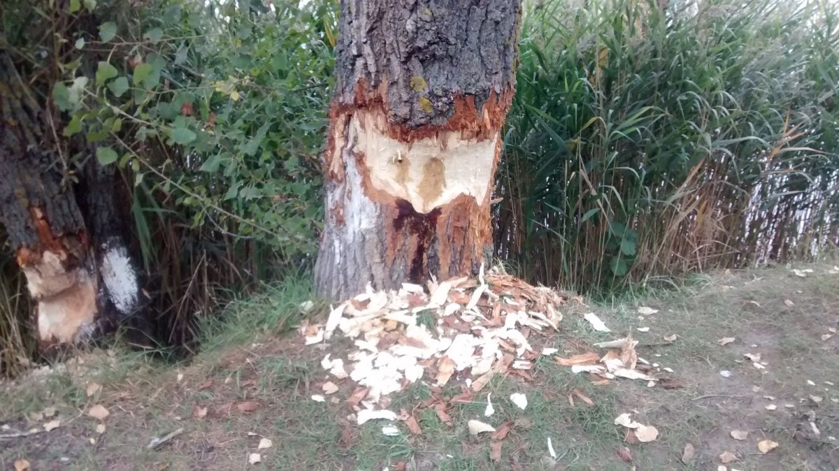Поваленные бобрами деревья