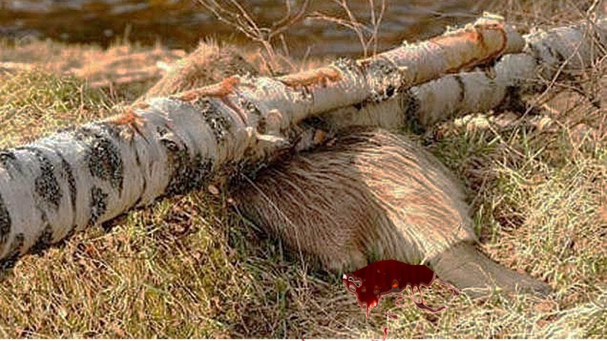 Бобра придавило деревом