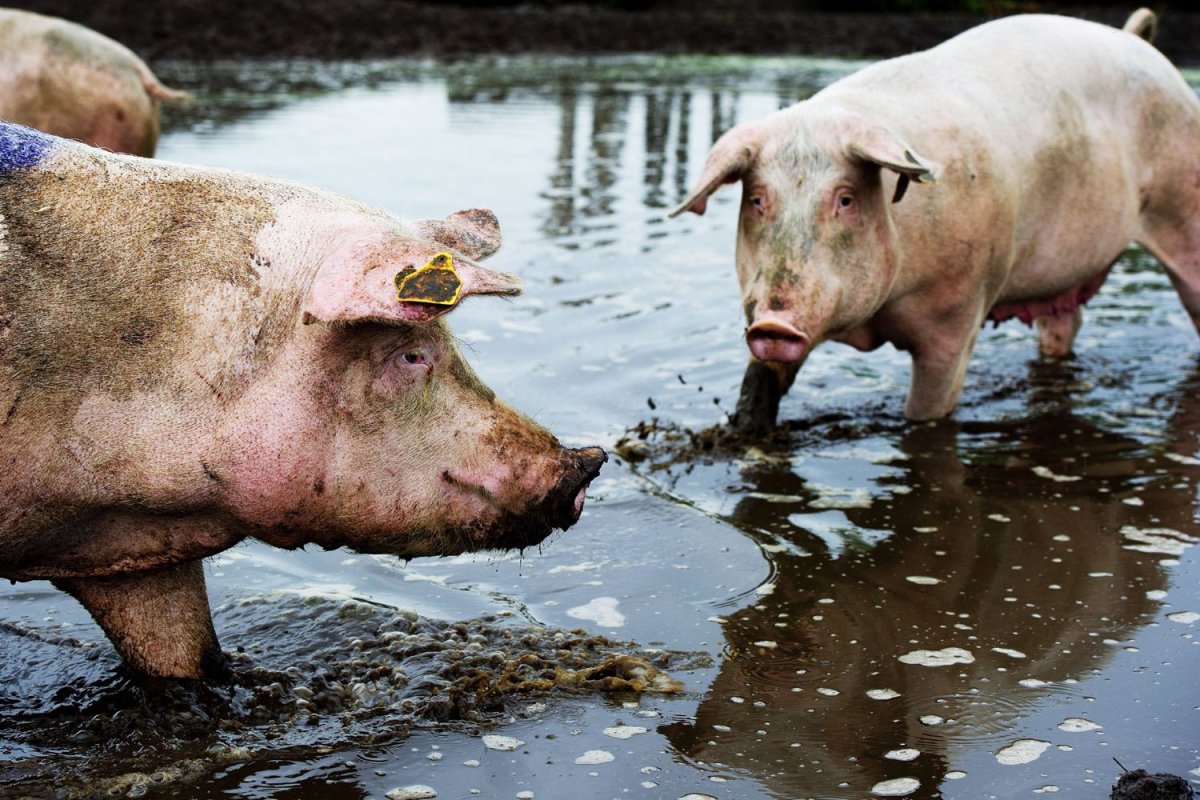 Микро Пиги черный